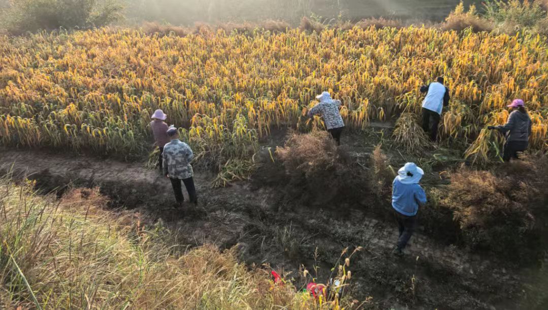 山西婁煩：14支農機搶收突擊隊力保秋糧穩產豐收