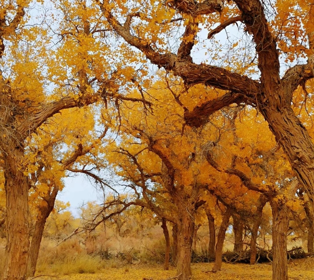 【長在隨筆】走進胡楊林
