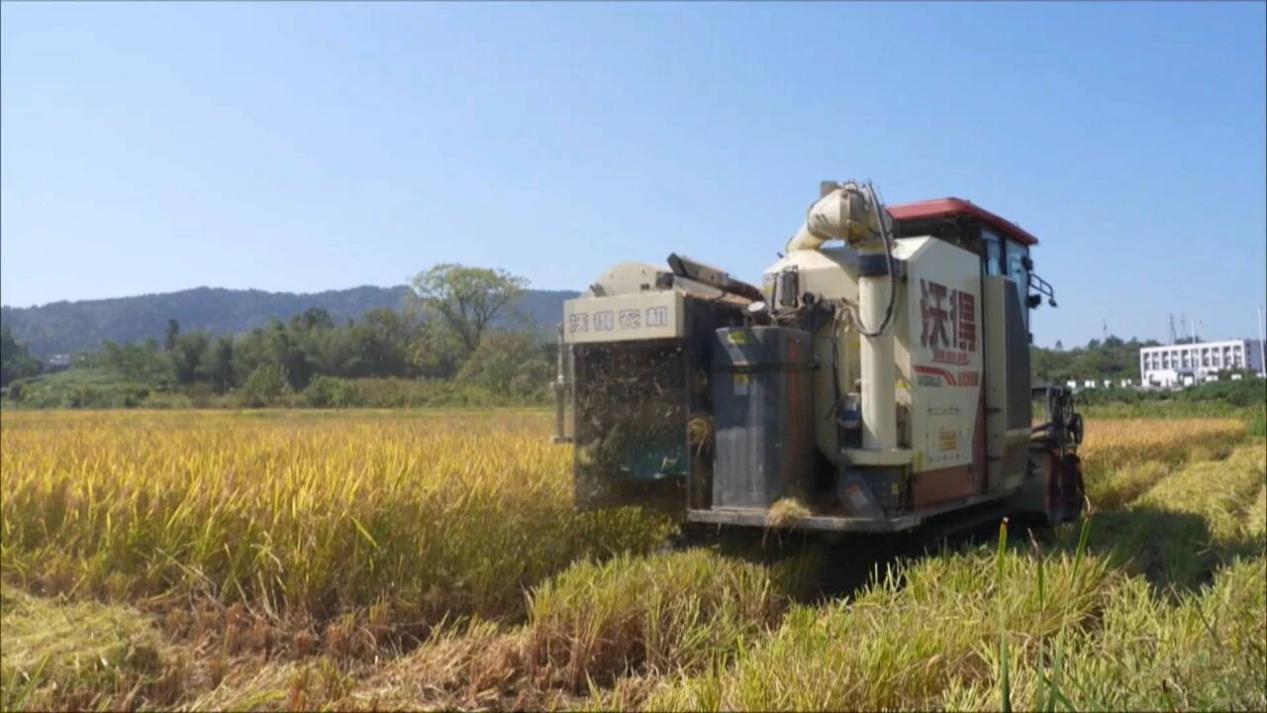 皖黟縣漁亭鎮：機械轟鳴慶豐收