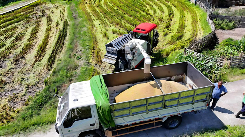 皖祁門縣：深化技術推廣 水稻單產再攀新高