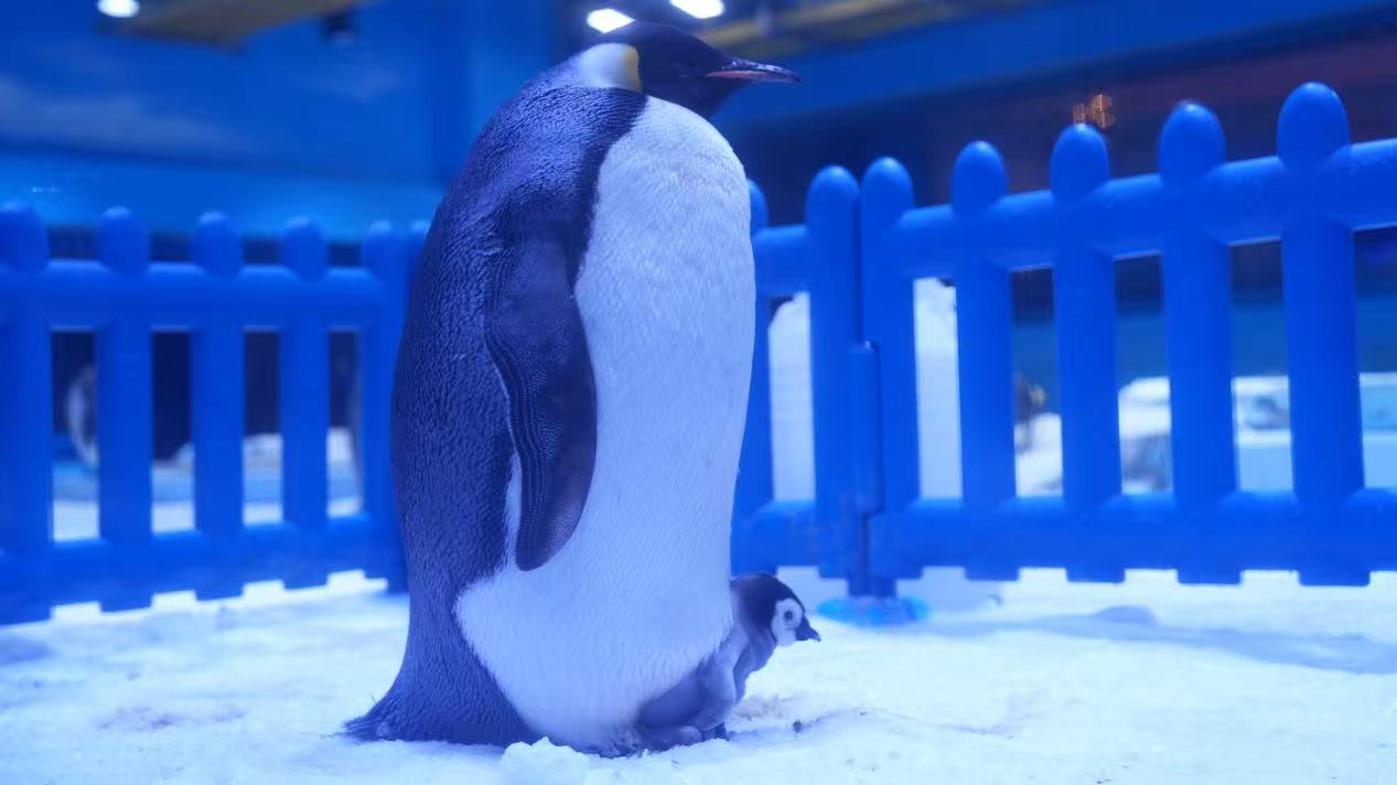 鄭州海昌海洋公園成功繁育的中原第二隻帝企鵝寶寶迎來滿月