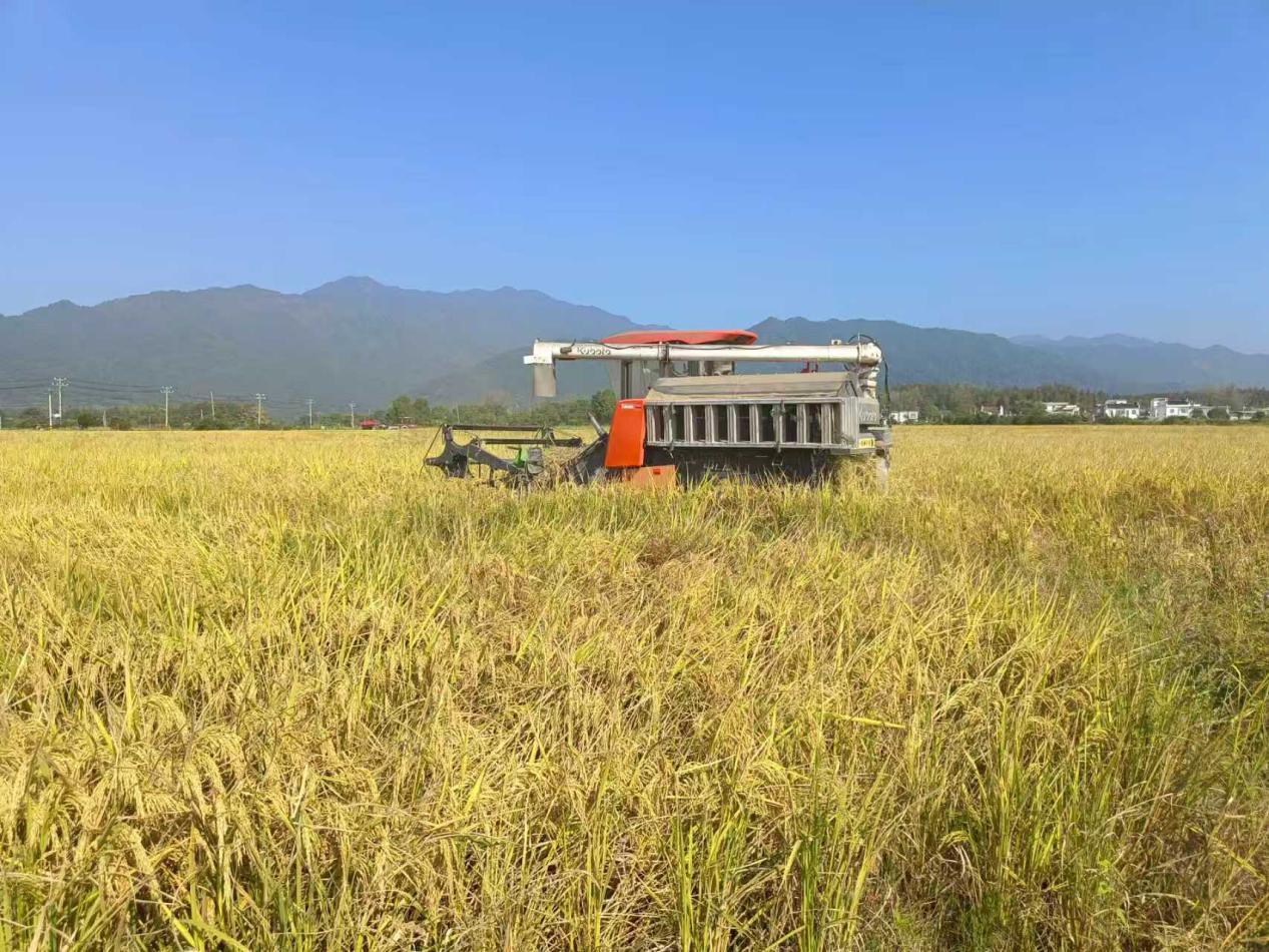 皖黟縣碧陽鎮：科技賦能豐收之路