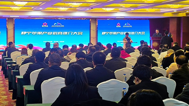 靜寧蘋果 從黃土高原走向世界的「金果子」