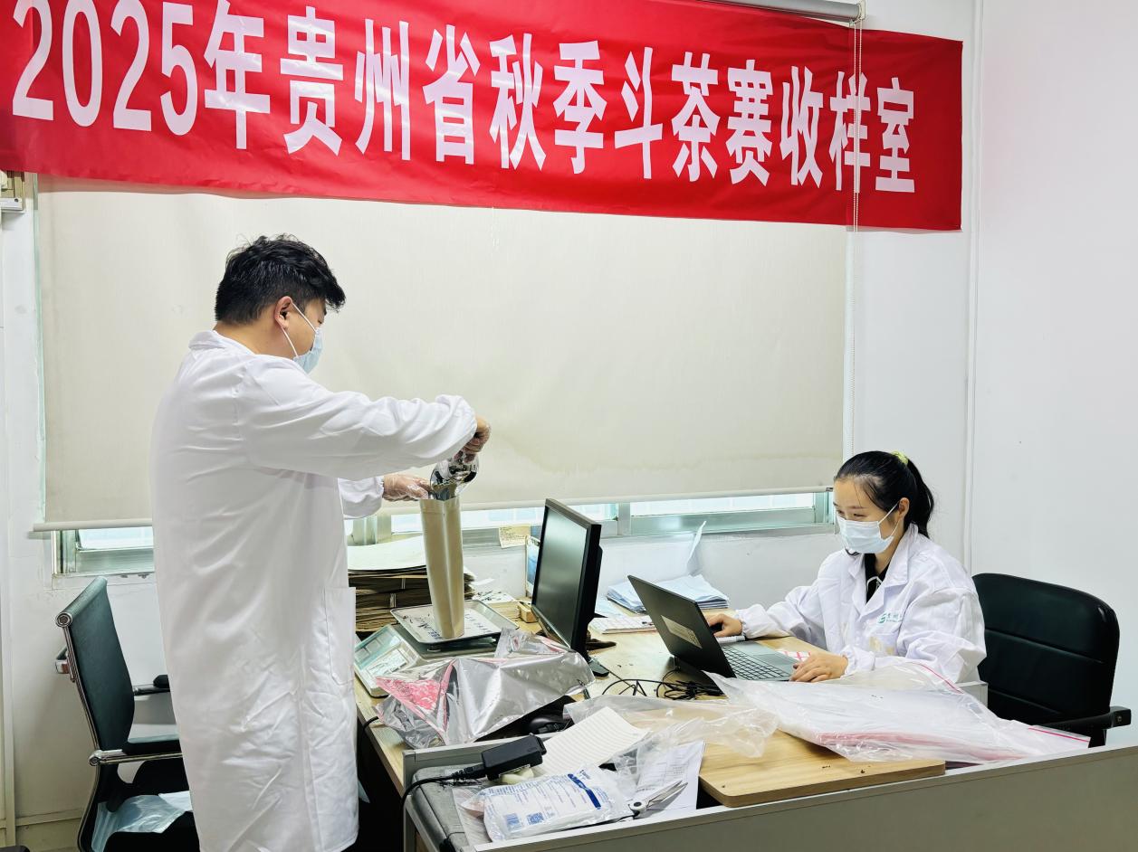 收樣圓滿收官！100餘份茶樣匯聚貴陽衝擊「茶王」寶座