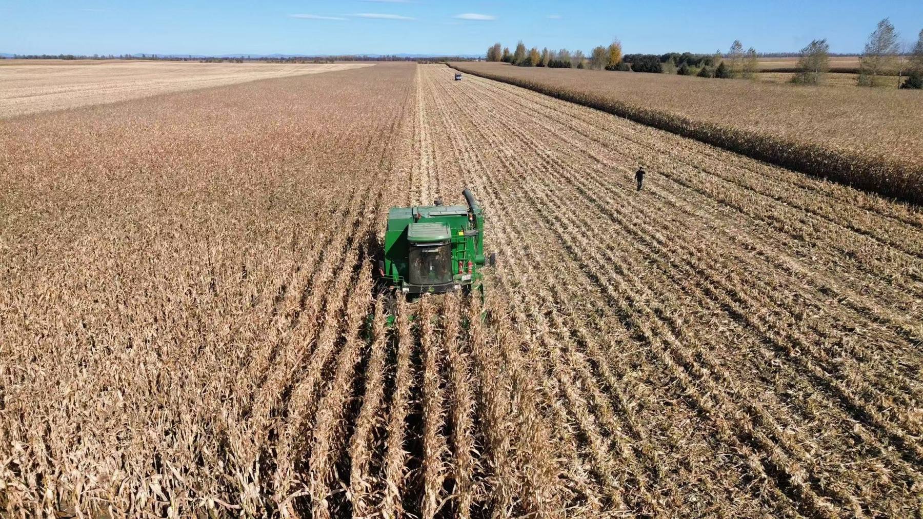 玉米收穫好「豐」光 北大荒江濱墾地豐收結碩果