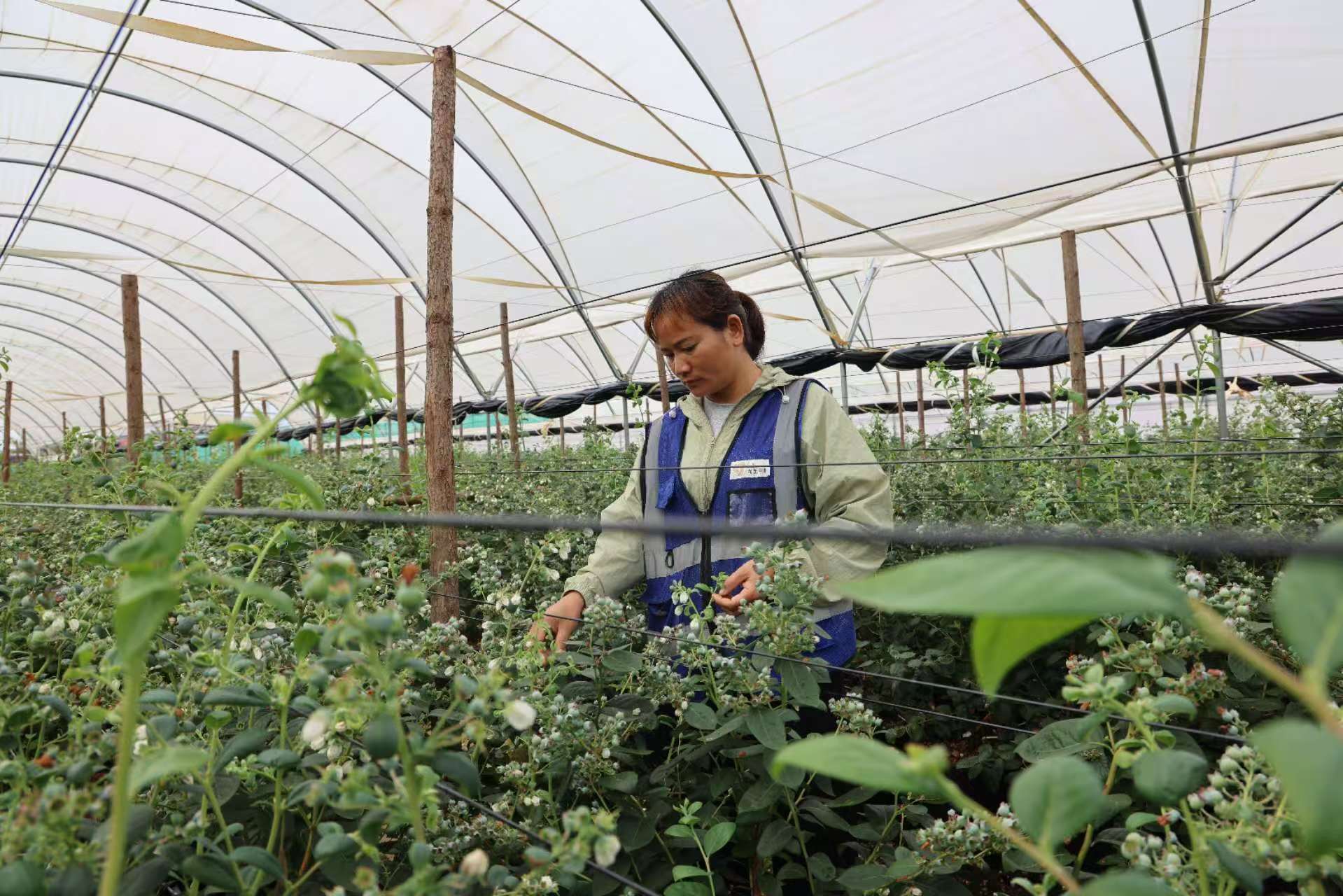 藍莓鋪就致富路 硯山小漿果裏的增收密碼