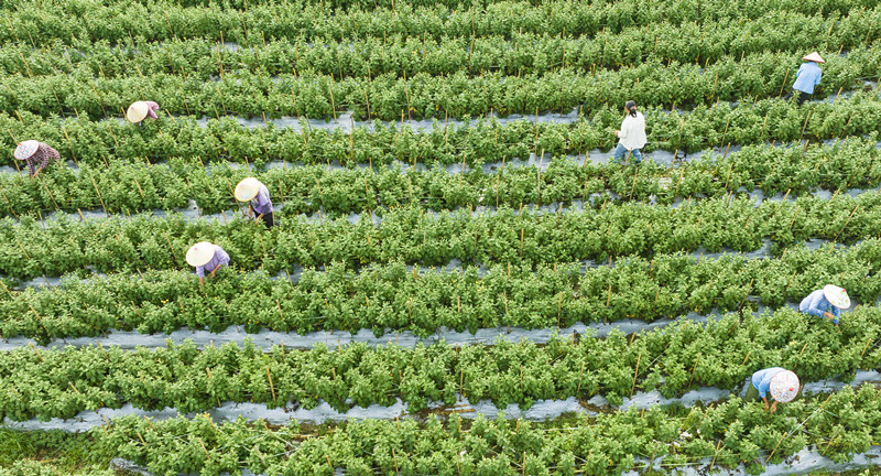 有片|皖歙縣：菊花疏蕾正當時