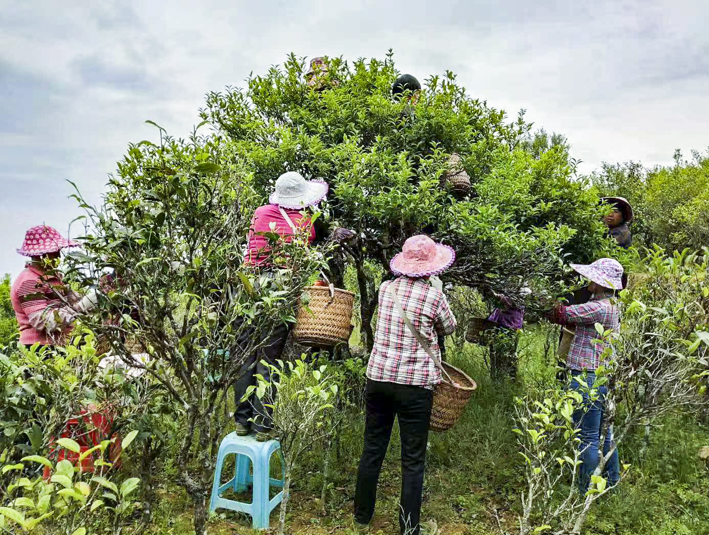 郭少志，從茶園到茶杯，匠心傳承鳳凰單叢茶文化！