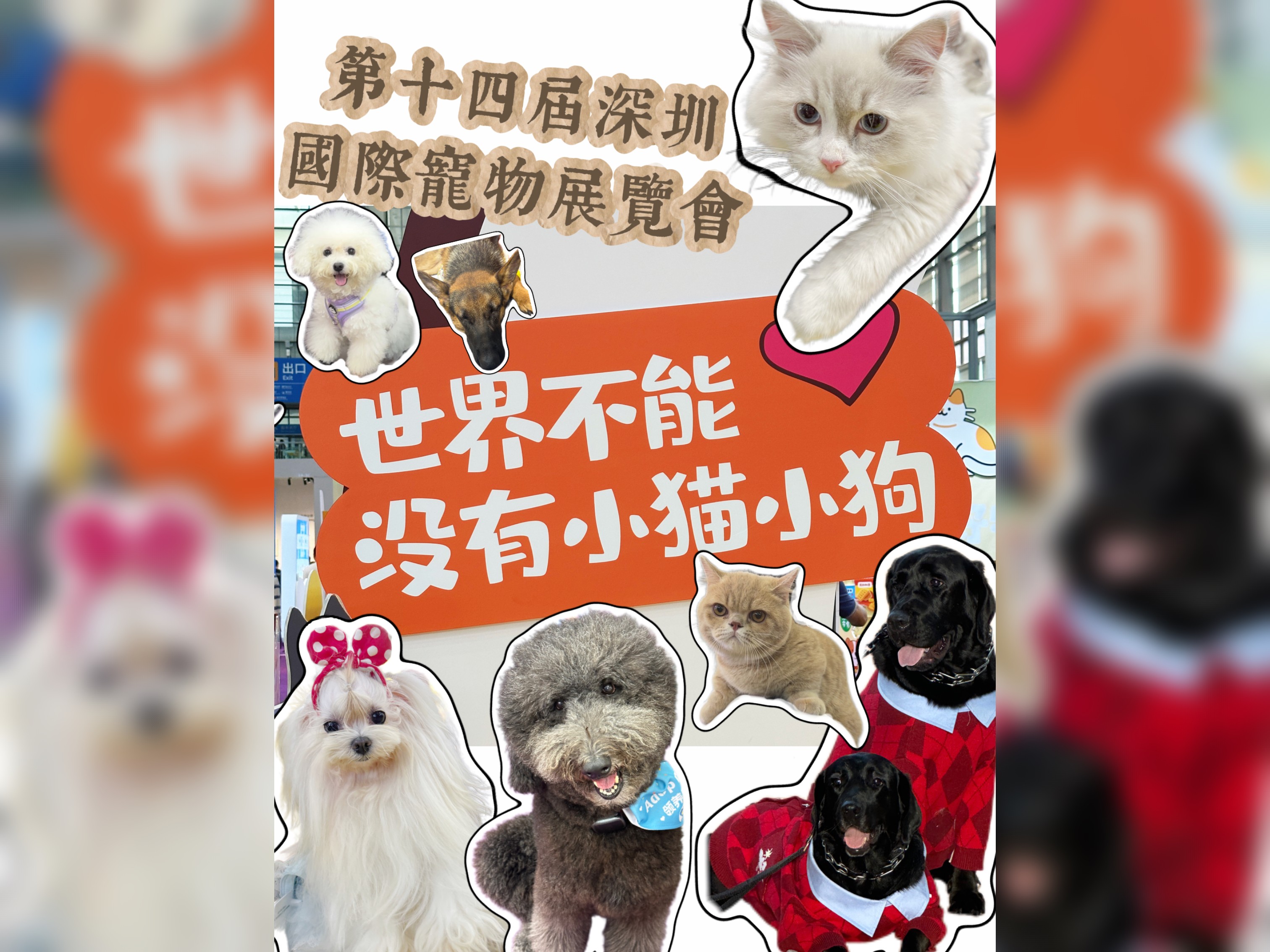有片 | 第14屆深圳寵物展VLOG | 在深圳，做一隻寵物有多幸福？