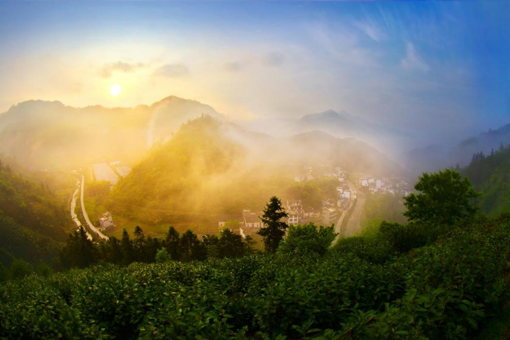 皖徽州區：「黃山毛峰」原產地全鏈深耕  提亮茶業「金招牌」