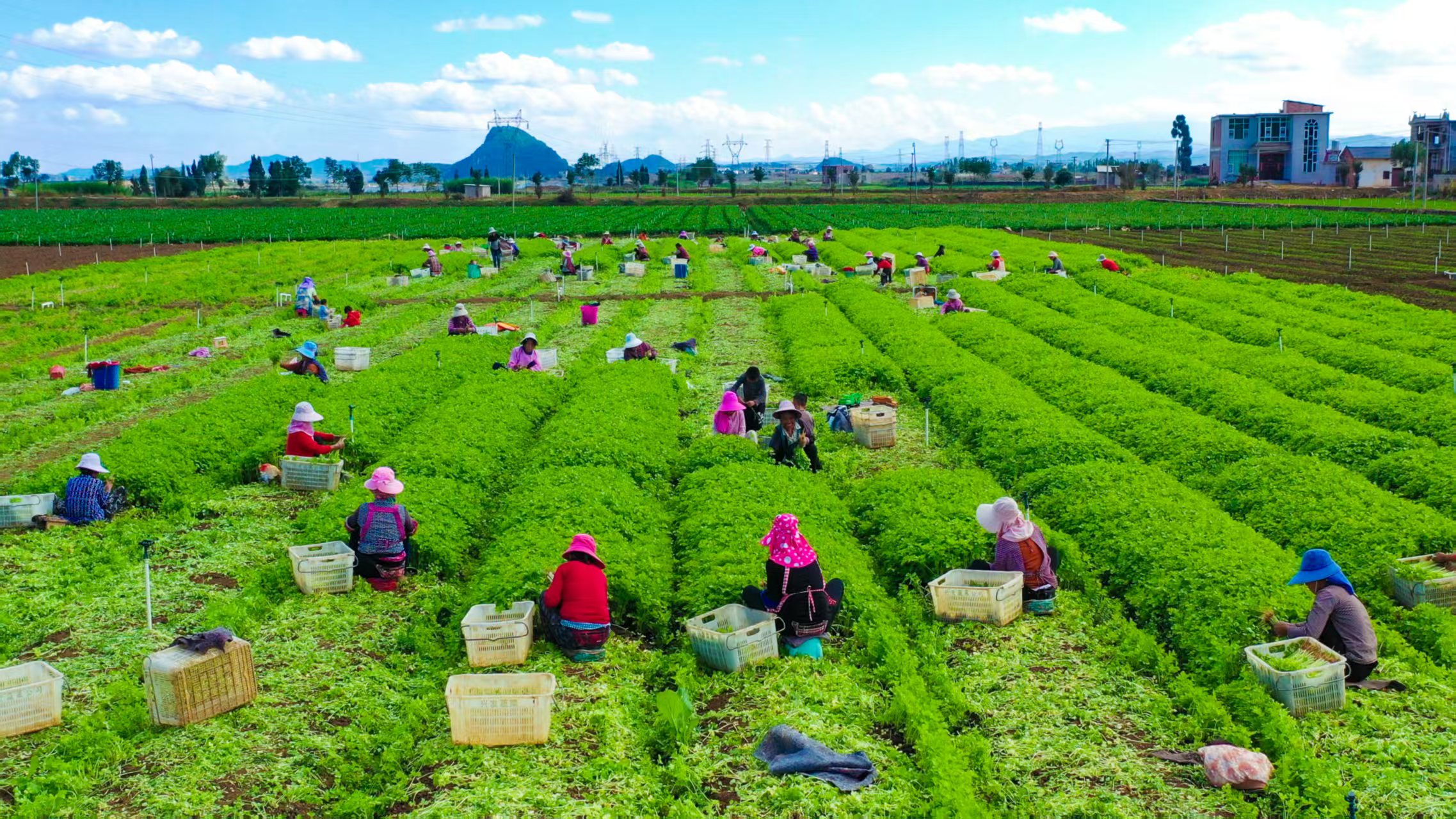 「硯菜」進港出海 「菜籃子」基地品牌叫響