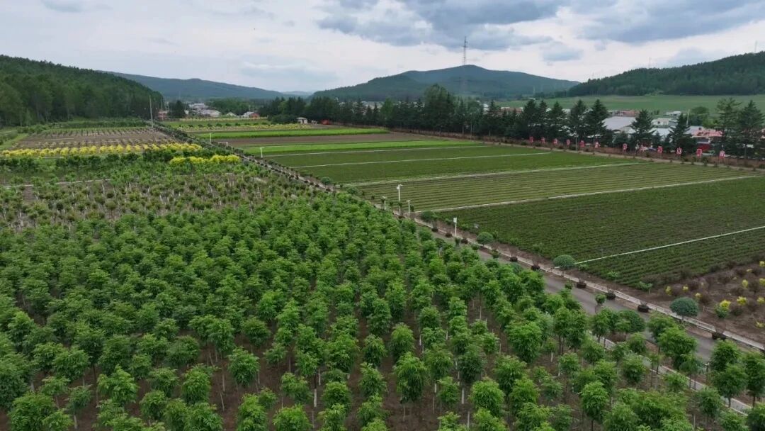 龍江森工集團：科技織就通訊網 築牢森林防火「無縫」指揮鏈