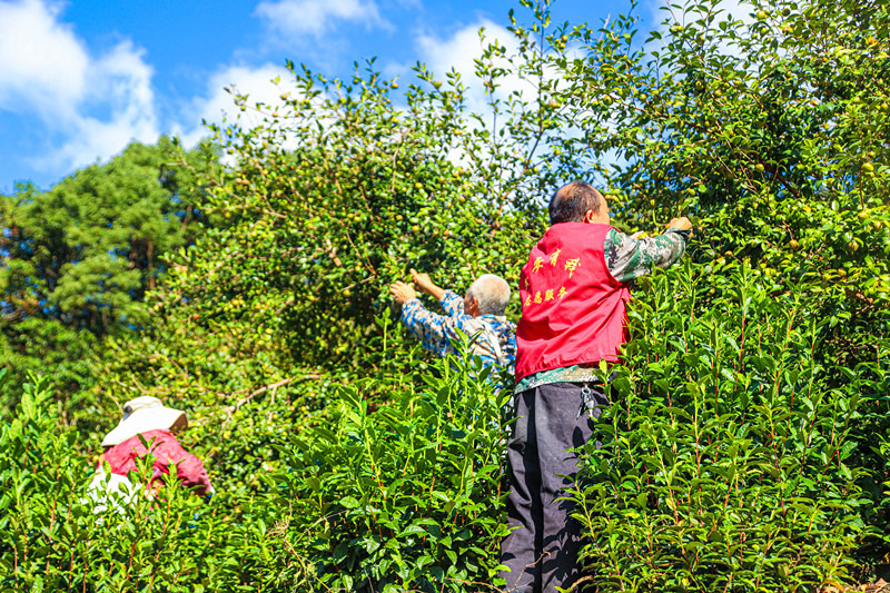 皖歙縣街口鎮：高山油茶林迎來豐收季