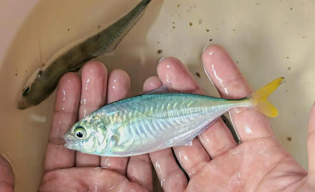 全球首次，及達副葉鰺實現人工繁育