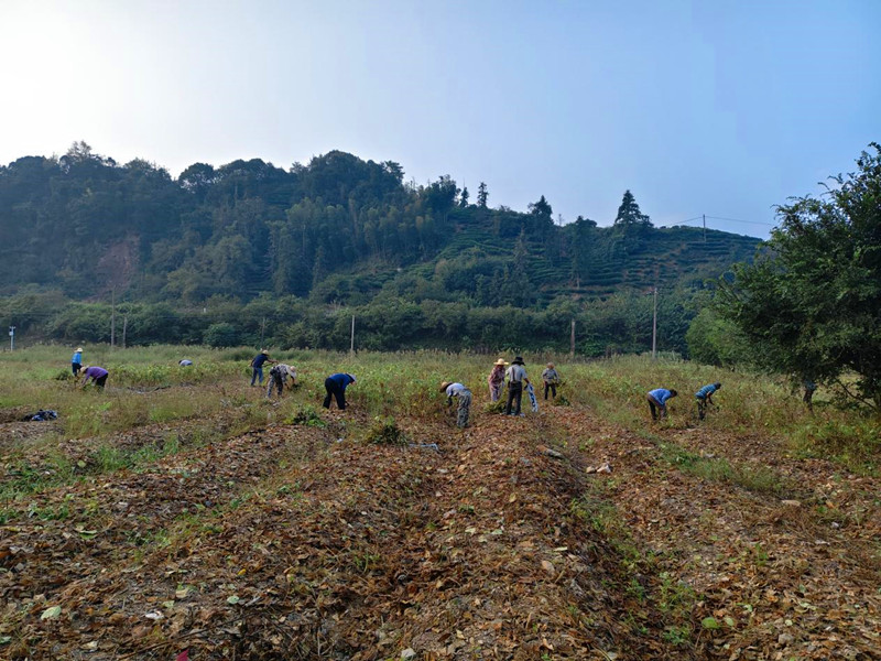 「幹活有工資，集體有收入」 皖黟縣漁亭鎮特色種植點亮共富路
