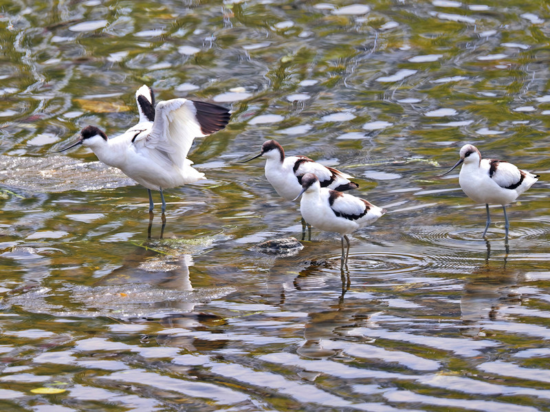 皖祁門縣：反嘴鷸首次現身閶江河