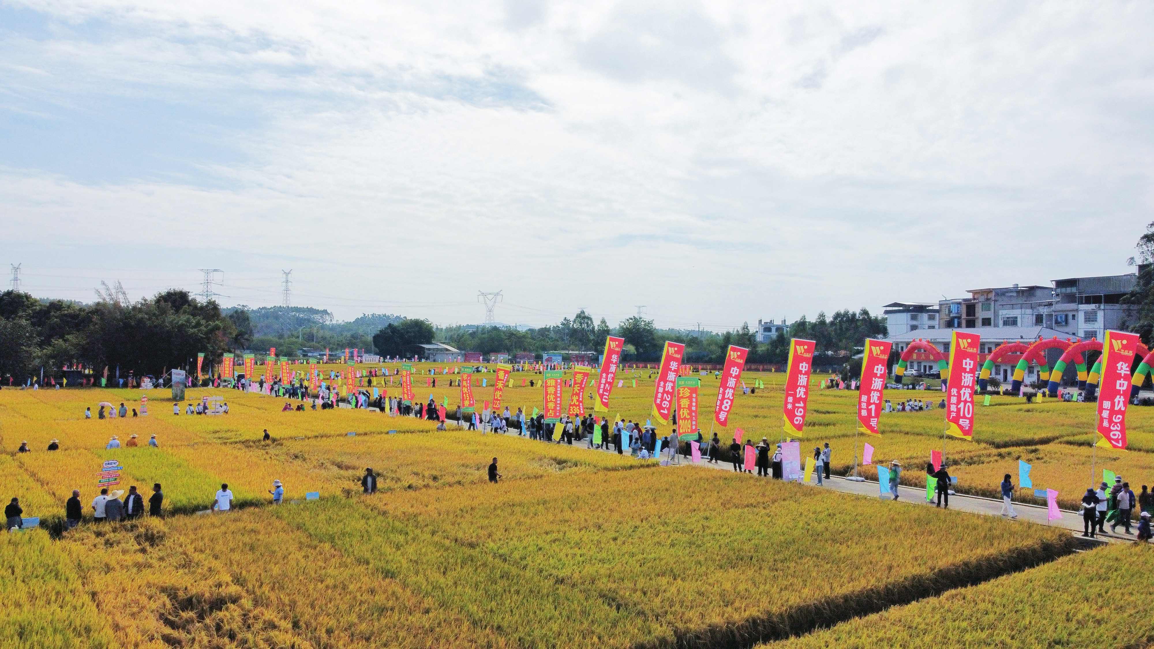 有片丨856個良種田間「比美」！第二十二屆廣西「看禾選種」大會南寧開幕