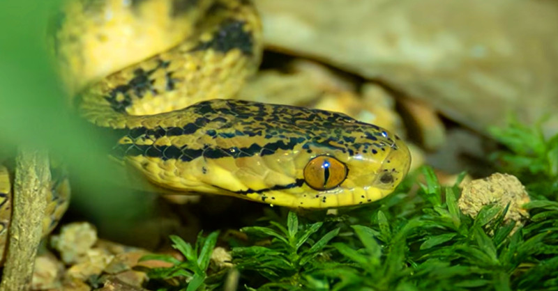 皖休寧縣：全球首發新物種!新安江源頭「萌蛇」現身