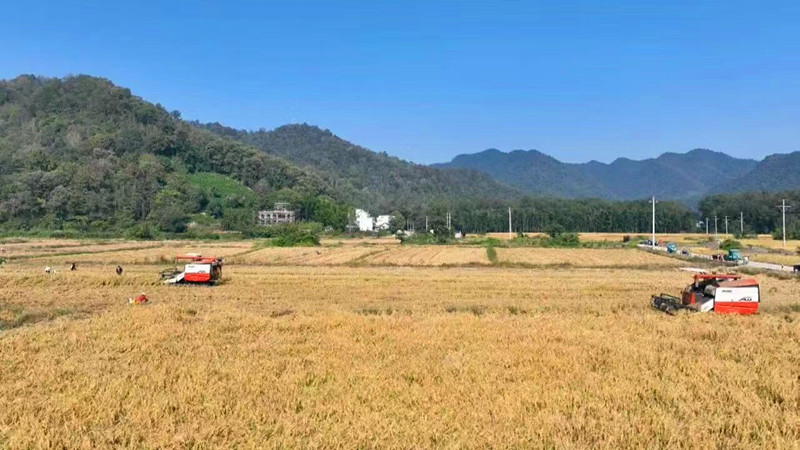 皖黟縣：全鏈條發力推進秋收工作
