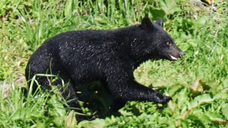 日本允許警察用步槍驅熊