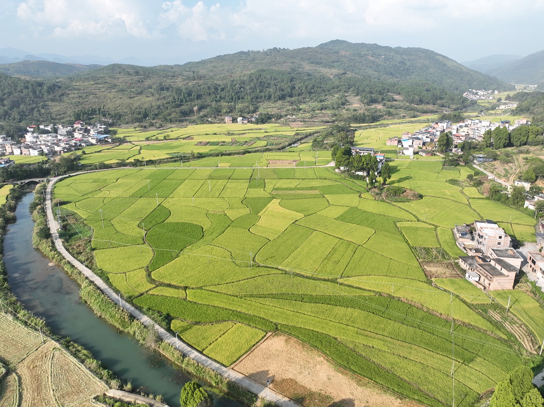    抓一張藍圖聚多方力量    石排攜手黃埔共推香米產業發展