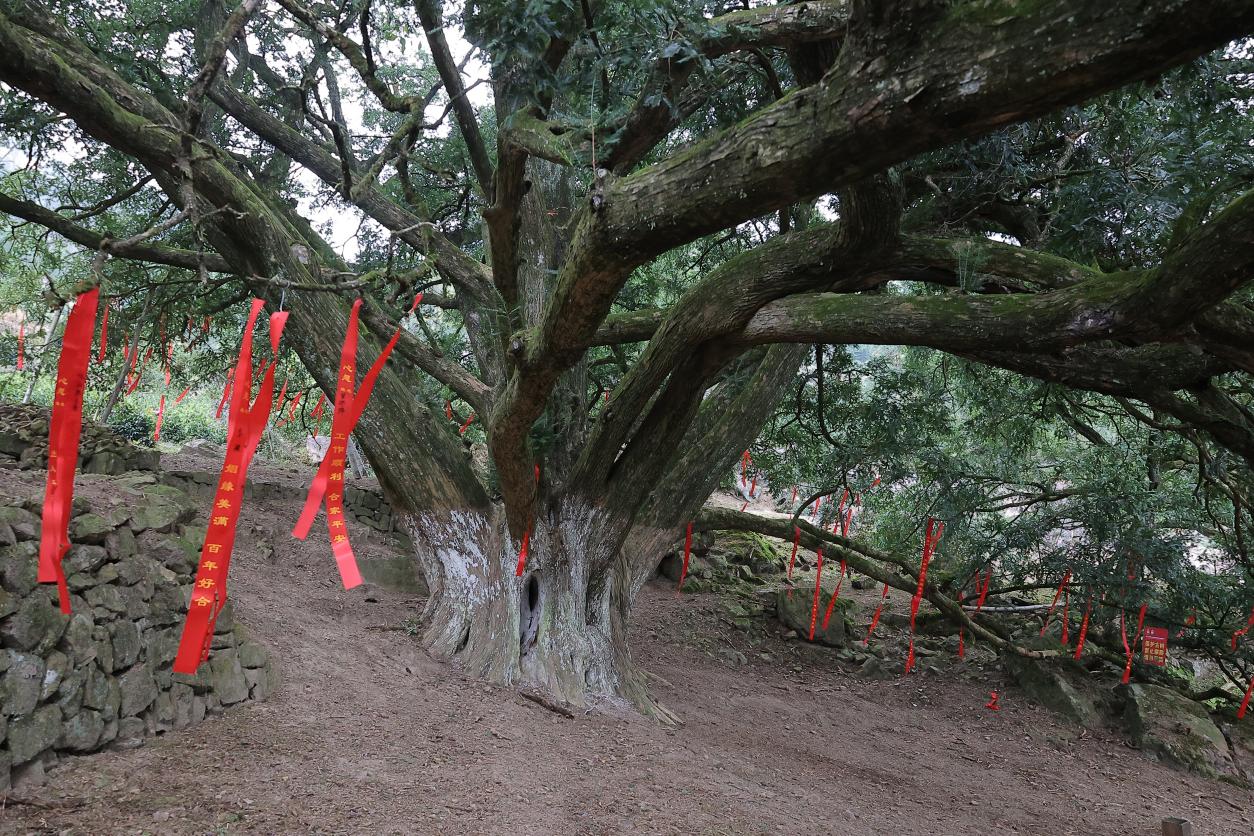 皖黃山區新明：林下生金山中養心