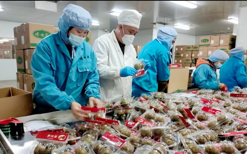 「湘品黃精」懷仁博世康「走俏都市圈」經濟邏輯