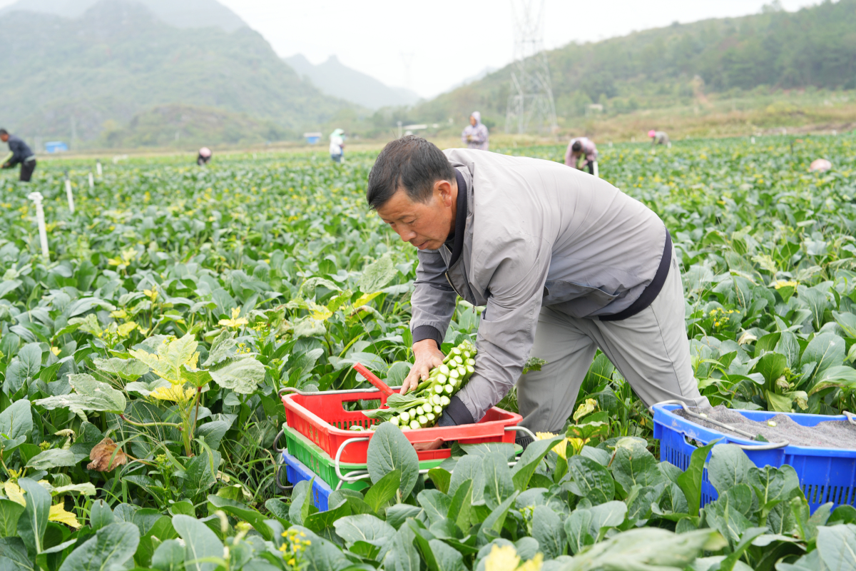 桂鐘山供港蔬菜基地迎上市高峰 日采5噸保障大灣區供應