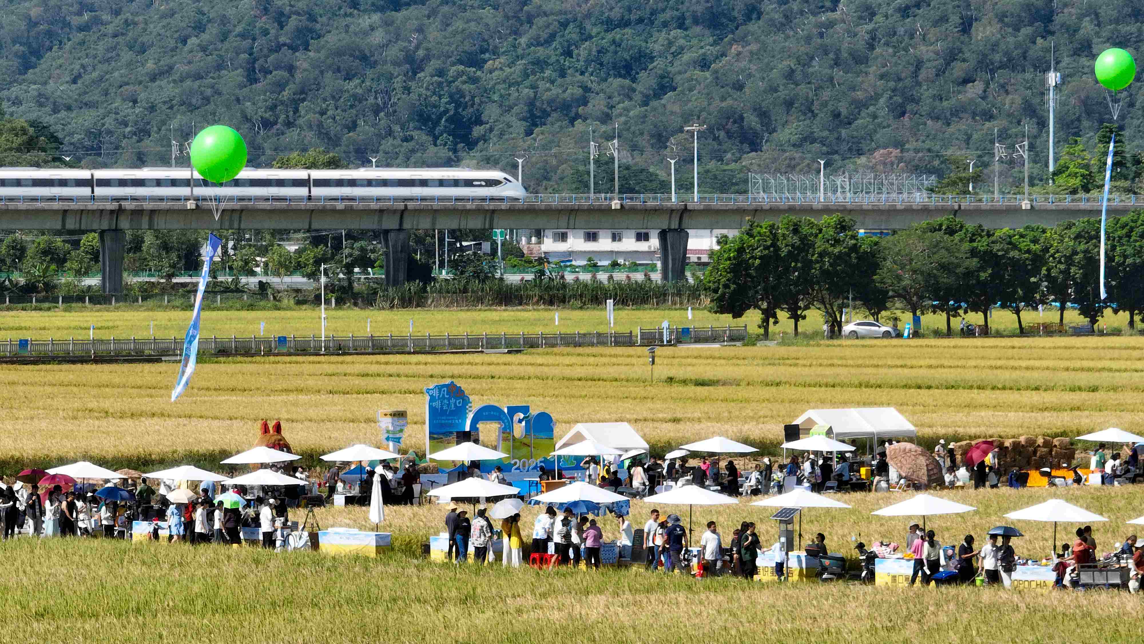 「啡」凡中山 「啡」嘗崖口， 翠亨（南朗）首屆稻田咖啡文化節啟幕​