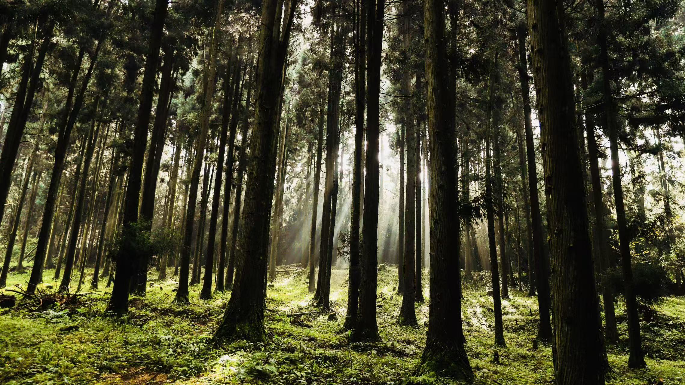 跨越山海 逐夢恩施 咸豐坪壩營：林海康養藏詩意 天然氧吧引客來