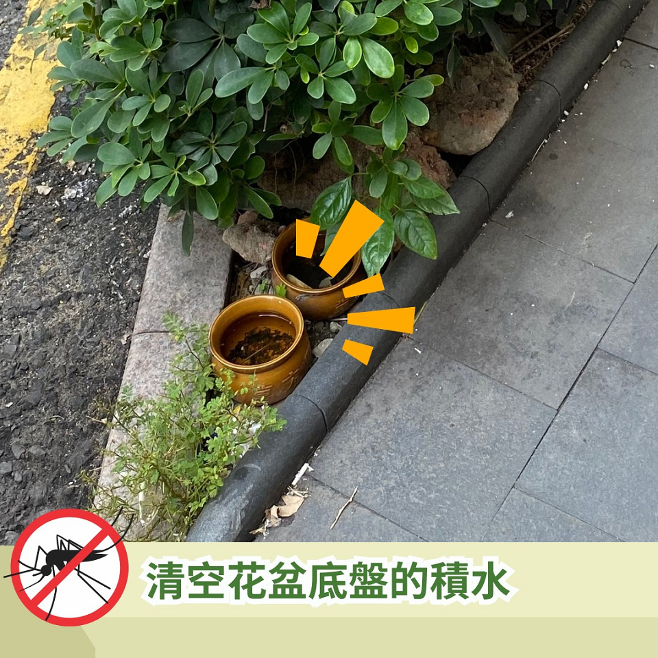 杜絕白紋伊蚊雨後滋生 食環署：定期檢查周圍環境 