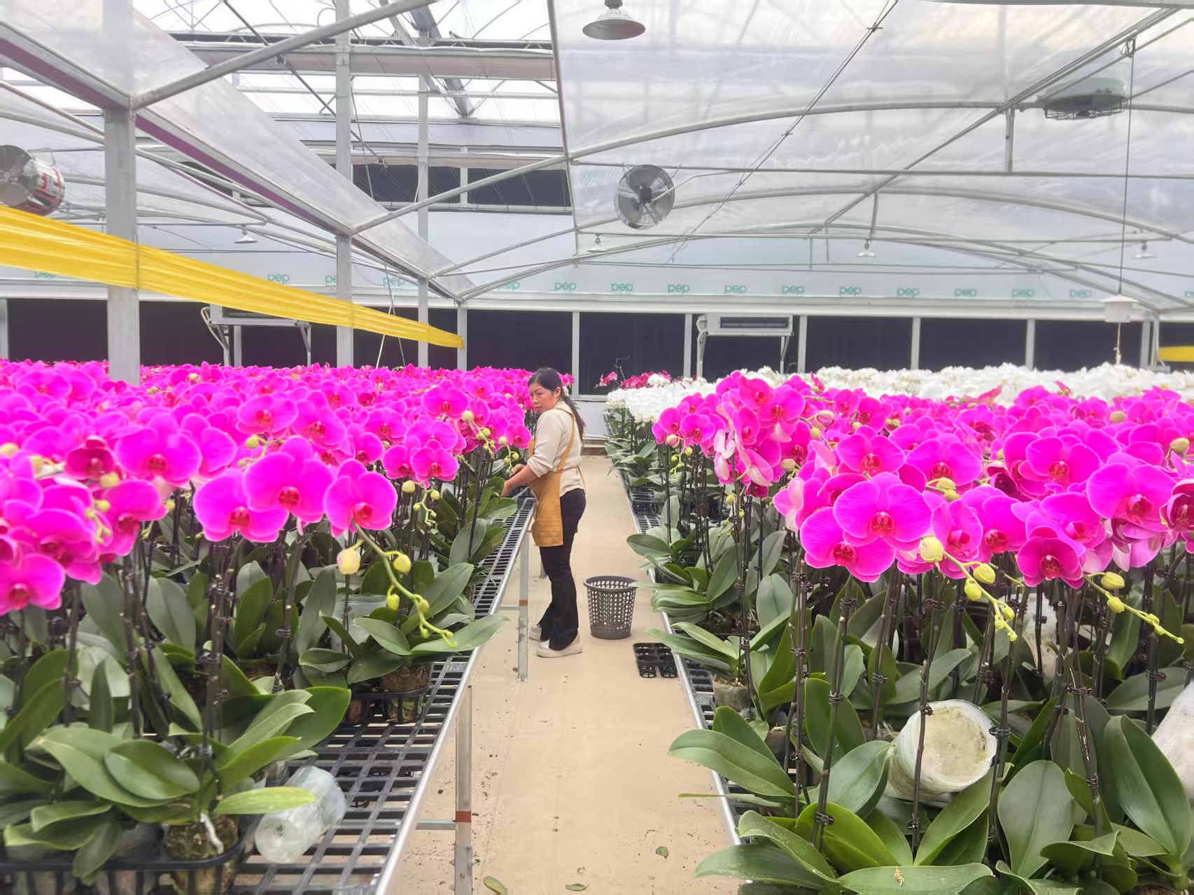 活力中國調研行 硯山智卉園藝：蝴蝶蘭產業引領鄉村振興新路徑