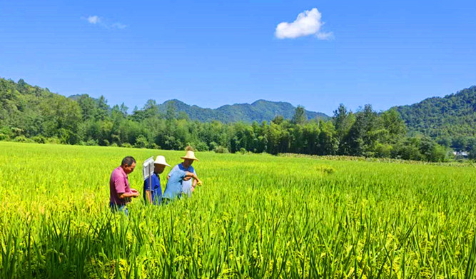 「守好黟方地種好每塊田」  皖黟縣首次實現「噸糧田」目標