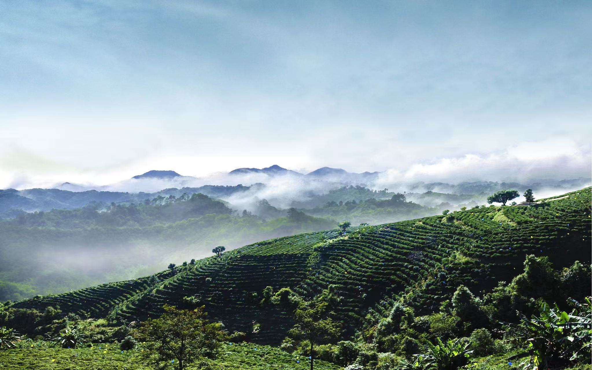 2025中國黑茶大會—2025梧州六堡茶文化節將於桂蒼梧啟幕