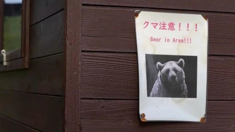 一天五人遭熊襲 日本紅葉季旅遊業受創