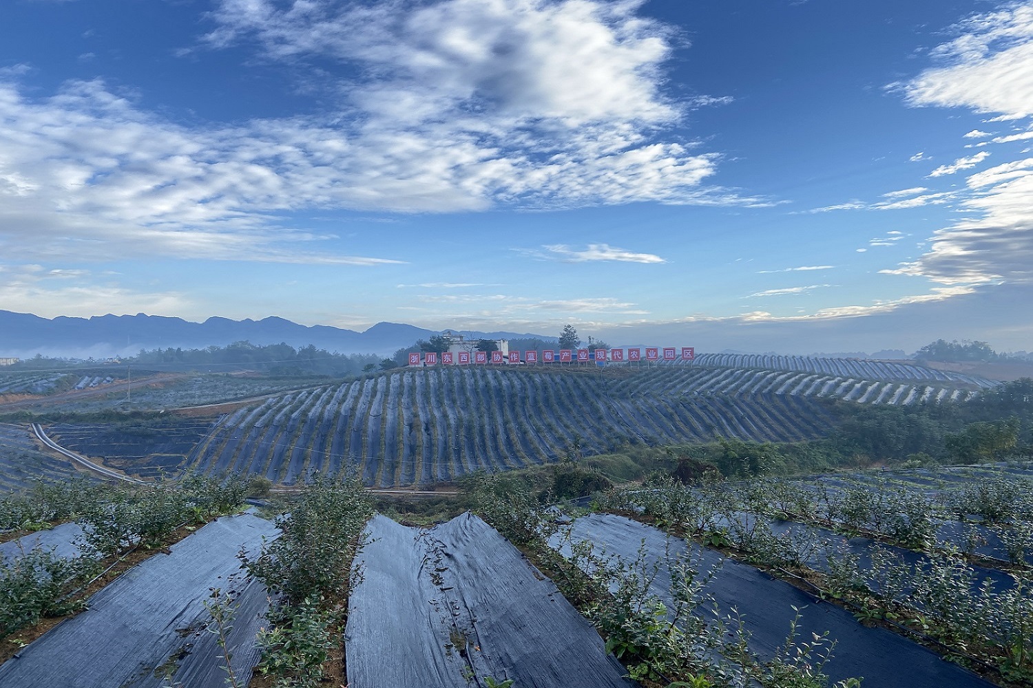 東西部協作 持續激活北川鄉村振興新動能