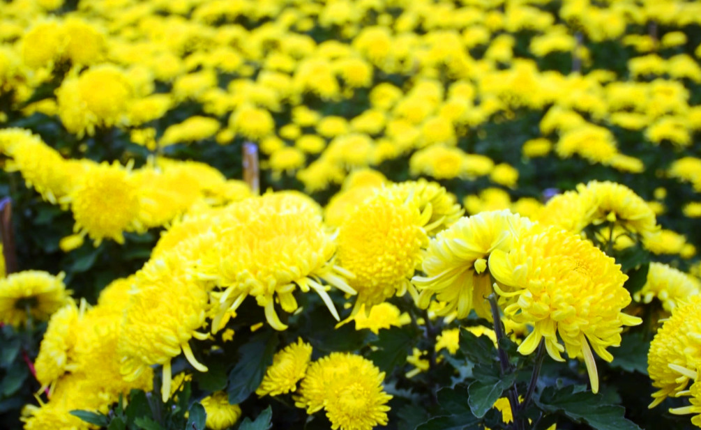 有片丨皖歙縣：金絲皇菊進入盛花期