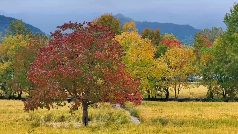 「畫裡鄉村」烏桕美 皖黟縣塔川秋色迎來最佳觀賞期