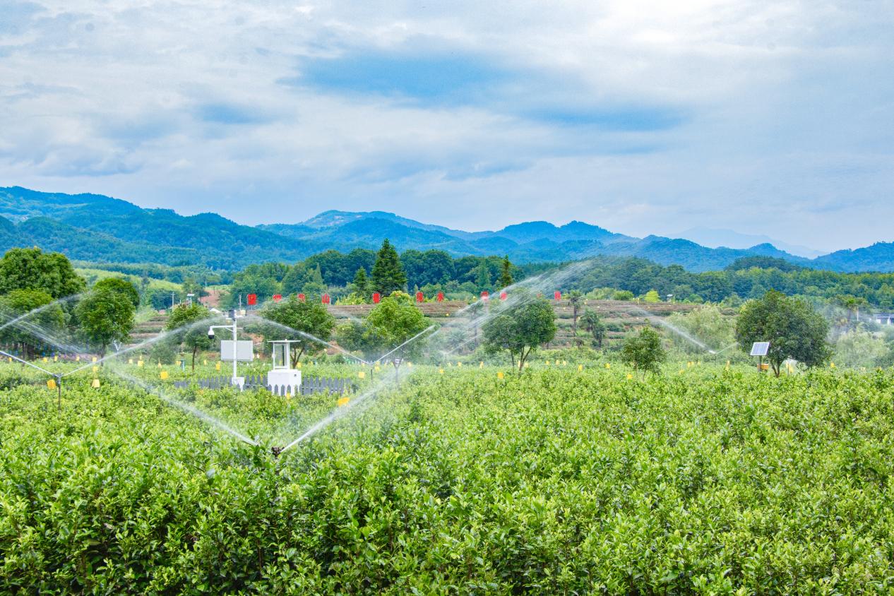 皖徽州區：科技賦能 老茶園煥發新姿彩