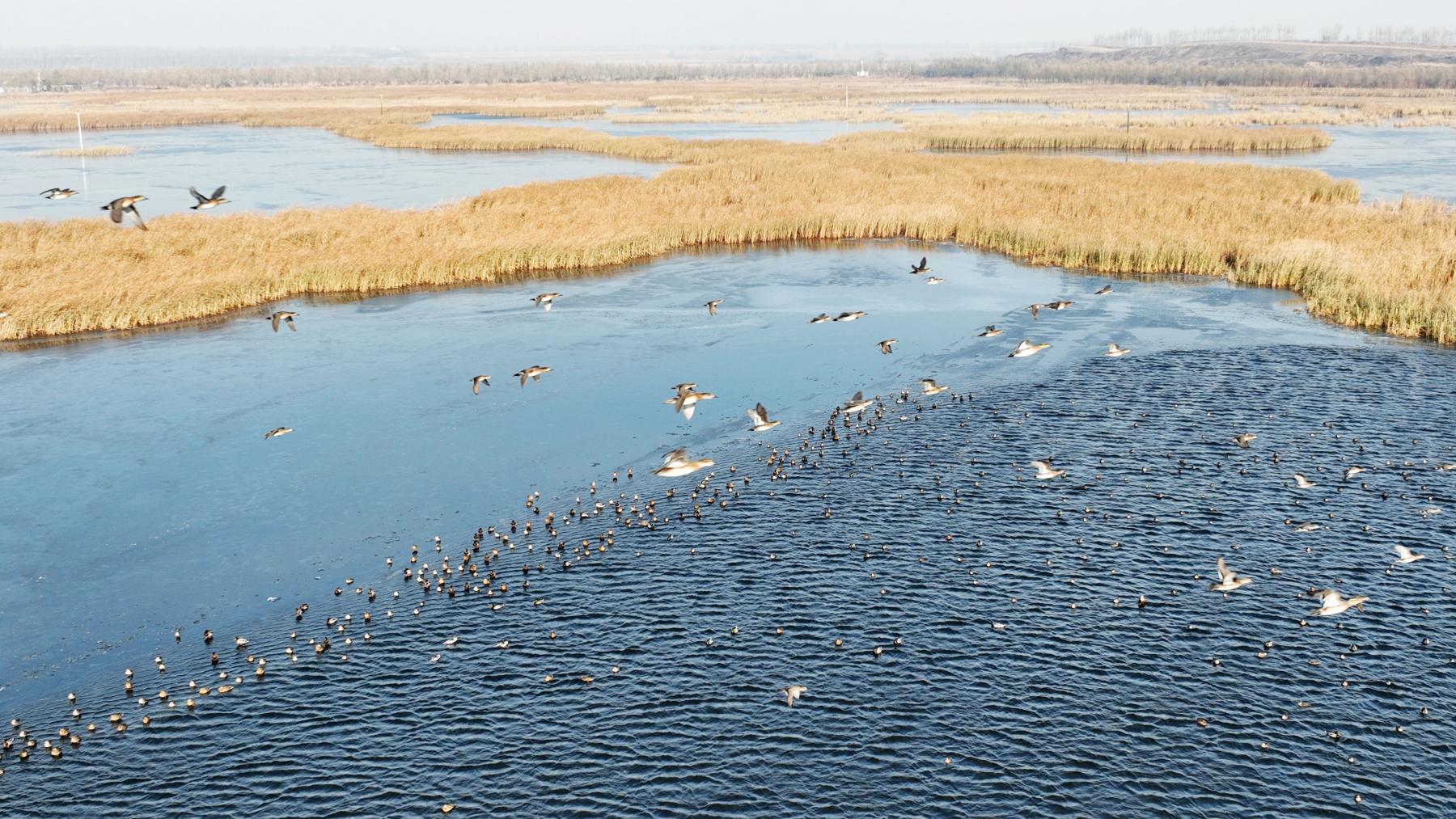 黑龍江千鶴島候鳥栖息進入尾聲 綠頭鴨等種群明日或隨降溫遷徙