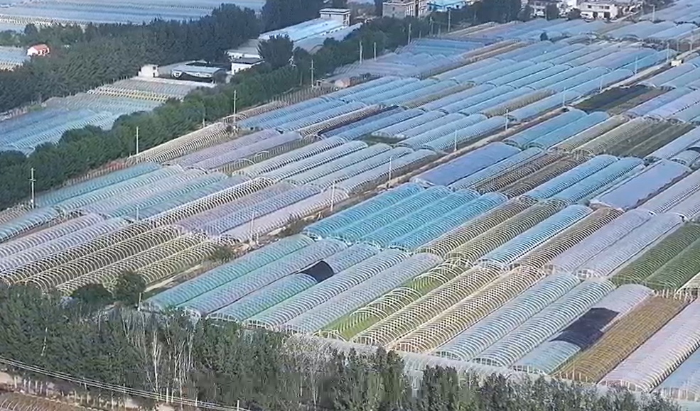 【視聽山東】農忙好風光