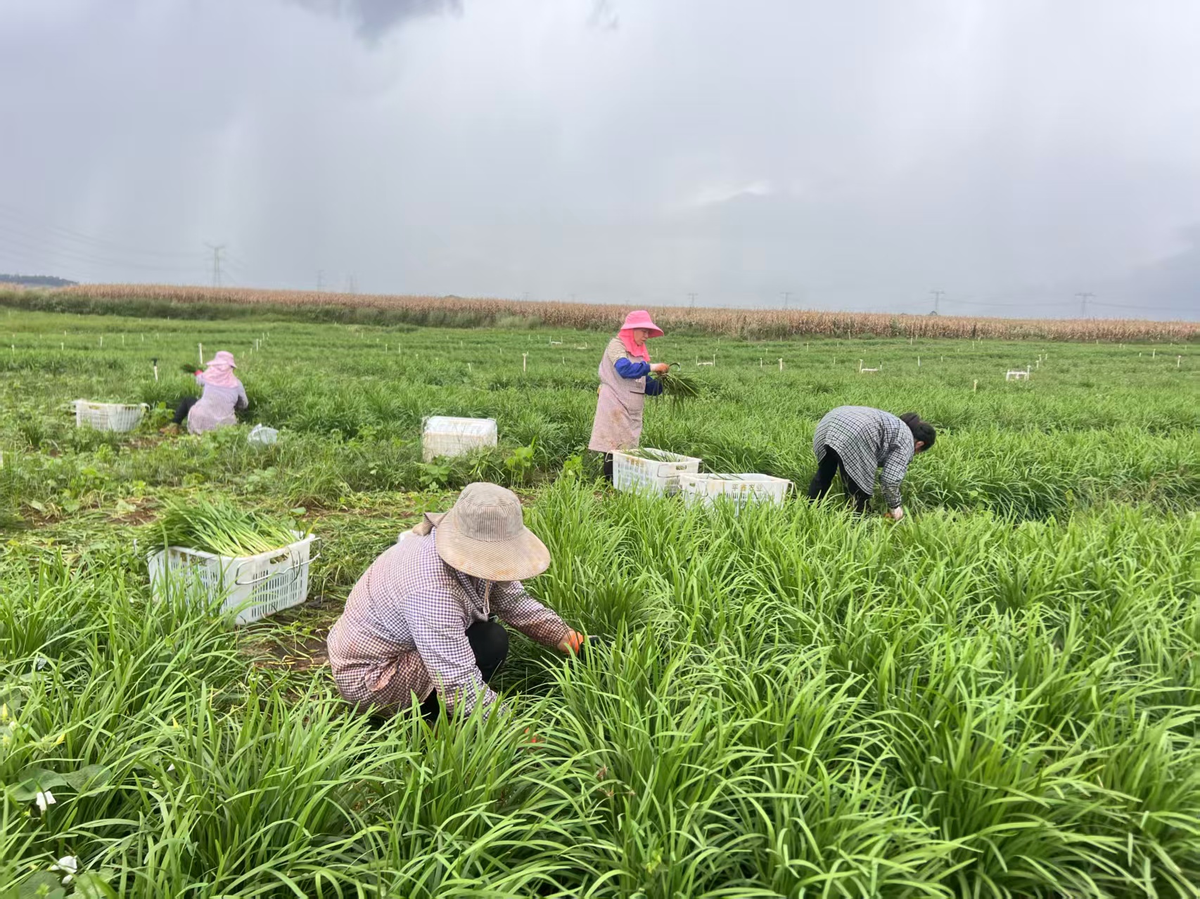 【活力中國調研行】 大灣區菜籃子-硯山 | 一株「小韭菜」種出富民大產業