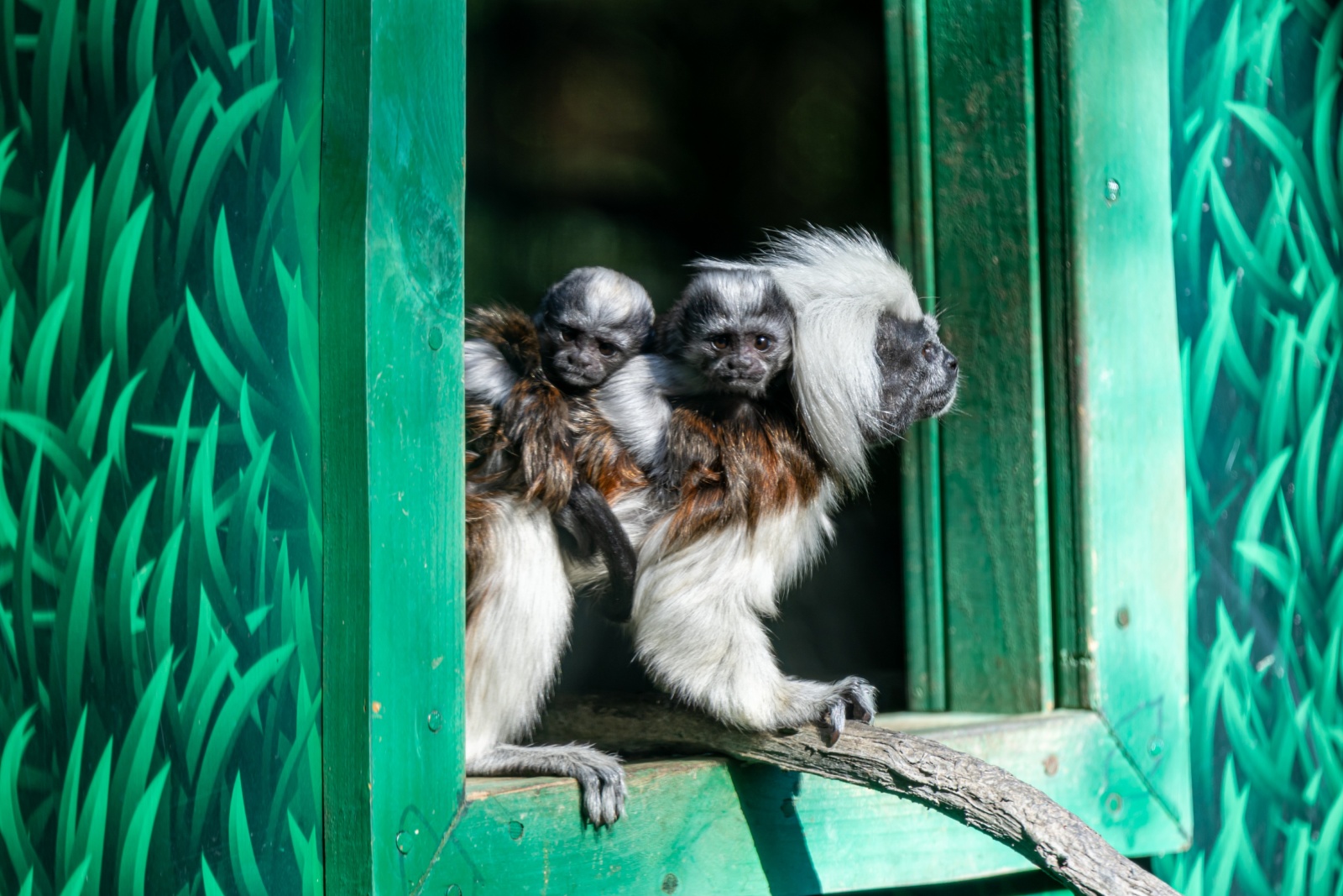  世界已知的最小的靈長類動物  棉頂絨猴雙胞胎清遠長隆首展