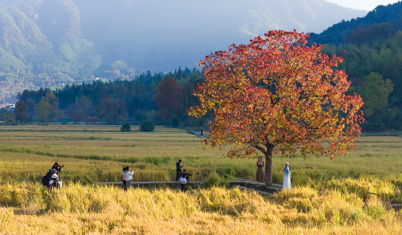 「中國四大秋色之一」 皖黟縣「塔川秋色」進入最佳觀賞期