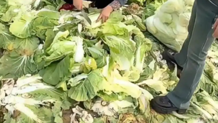 網絡造謠「免費採白菜」引發哄搶 土地承包人稱損失達100萬元
