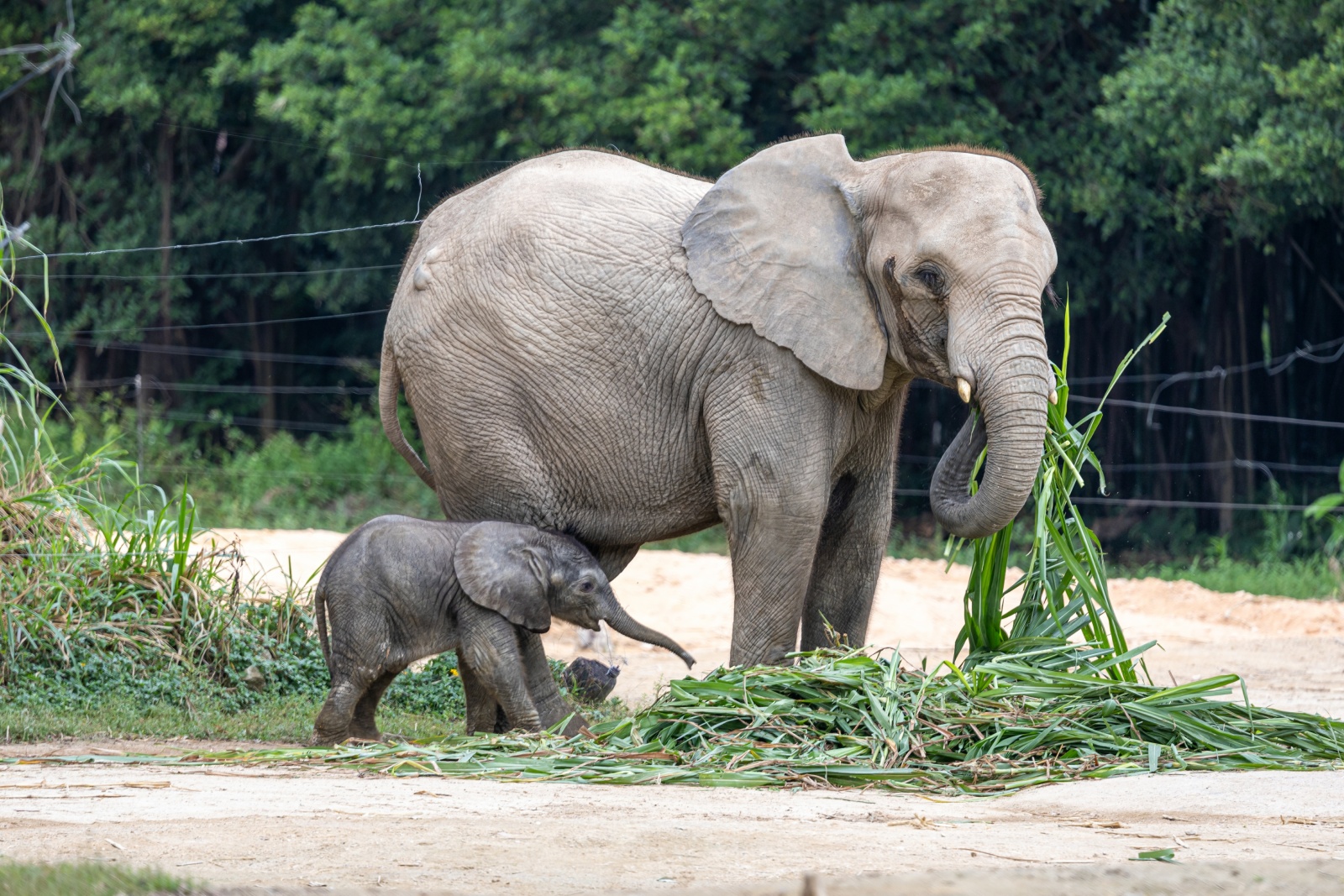 非洲象寶寶迎來滿月   清遠長隆已成功繁育了12頭「象二代」