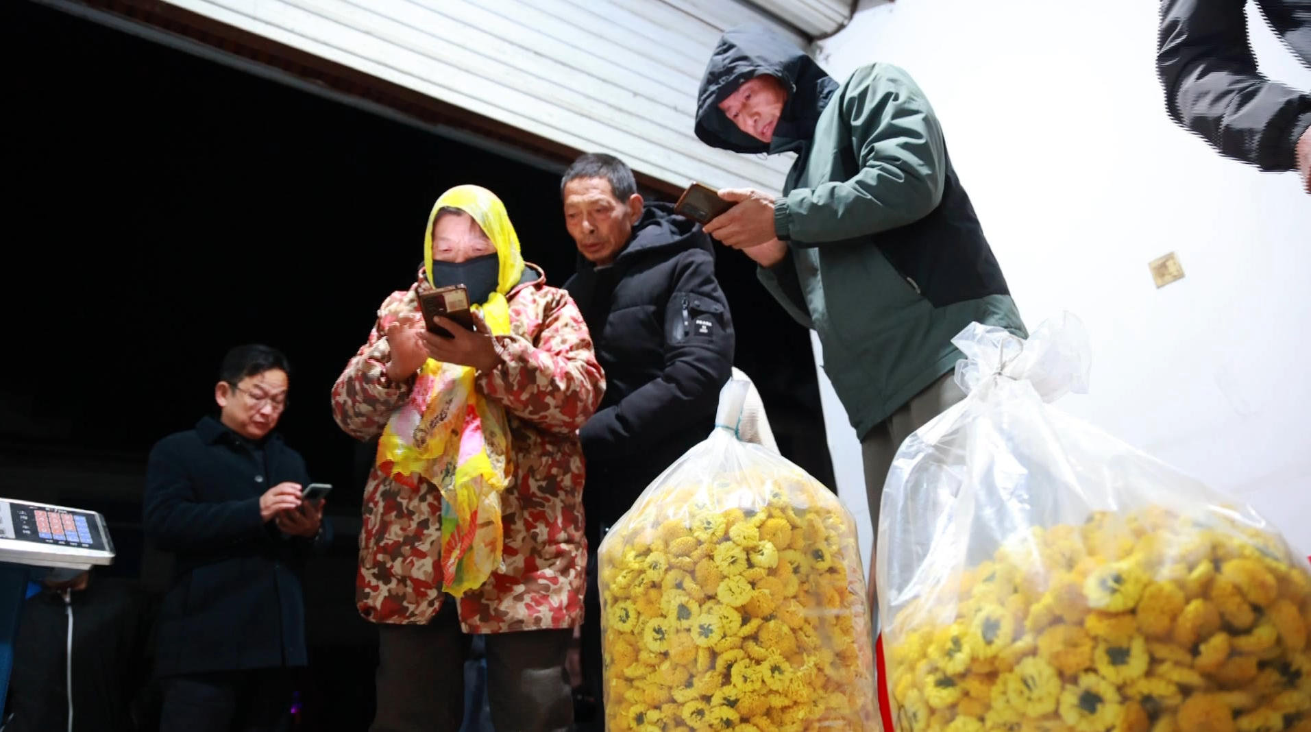 【黃山「鎮」能量】皖歙縣溪頭鎮：貢菊皇菊購銷兩旺