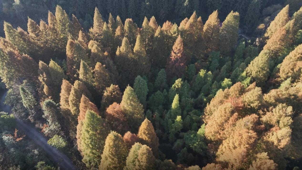 湖南新寧：層林盡染紫雲山 千年古境展新顏