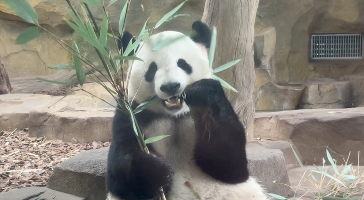大熊貓圈養種群數量達808只 