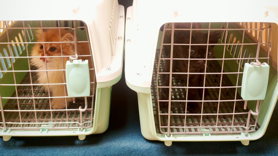 海關羅湖口岸檢獲兩隻非法進口幼貓 拘捕六旬男